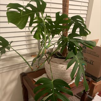 Variegated Monstera plant in Somewhere on Earth