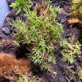 Star Moss plant in Somewhere on Earth