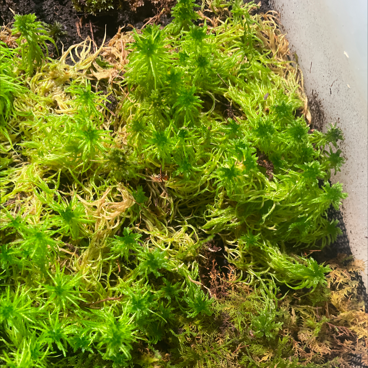 Plant care for Sphagnum tumidulum var. confusum on Greg, the plant care app