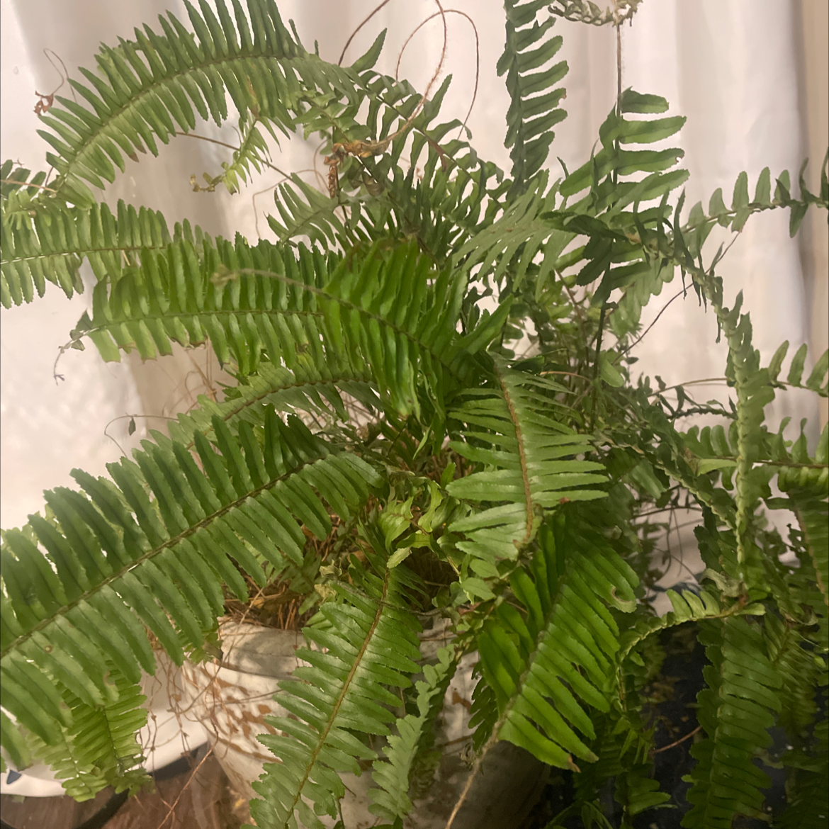 Kimberly Queen Fern in a pot with lush green fronds against a plain curtain background.