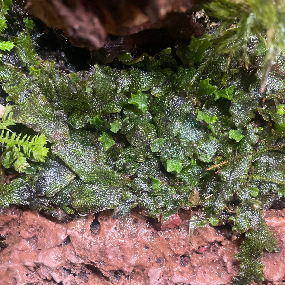 Plant care for Marchantia papyracea on Greg, the plant care app