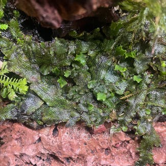 Common Liverwort plant in Somewhere on Earth