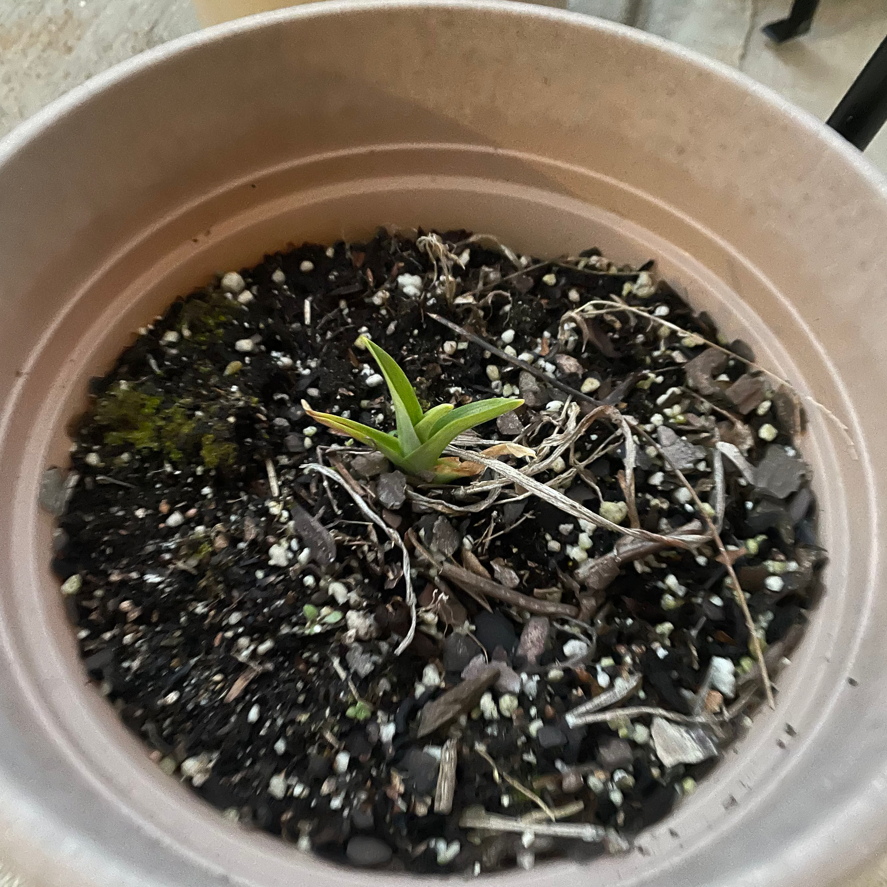 Young Orange Daylily plant in a pot with visible soil and organic matter.