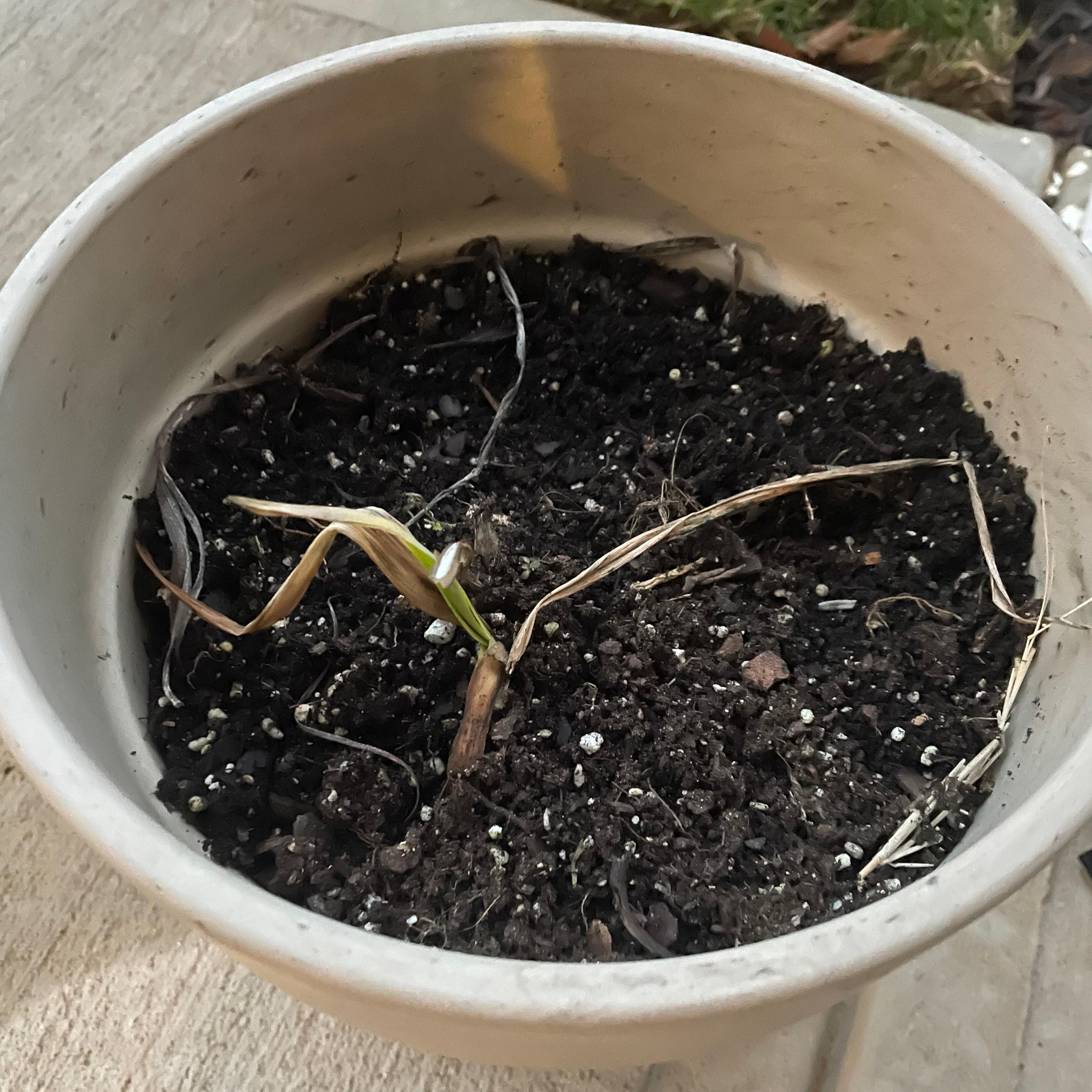 Potted Orange Daylily with a single green shoot among mostly dried foliage in a white pot.