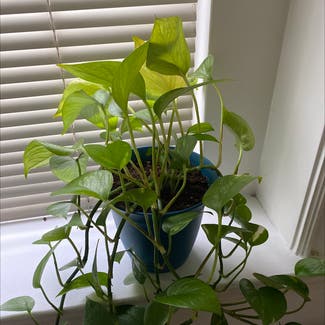 Golden Pothos plant in Baltimore, Maryland