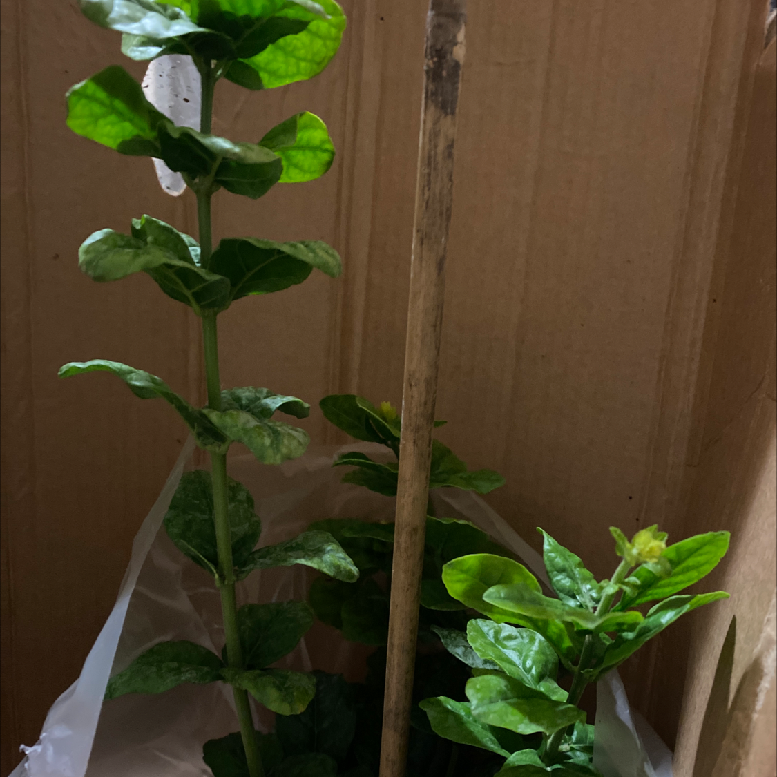 A healthy Arabian Jasmine plant growing indoors, with glossy green leaves and woody stems in a white pot.