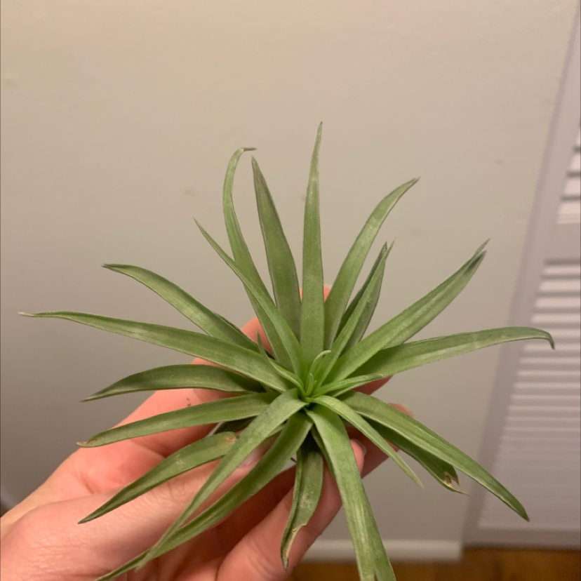 A healthy Aeranthos Air Plant with green leaves held by a hand.