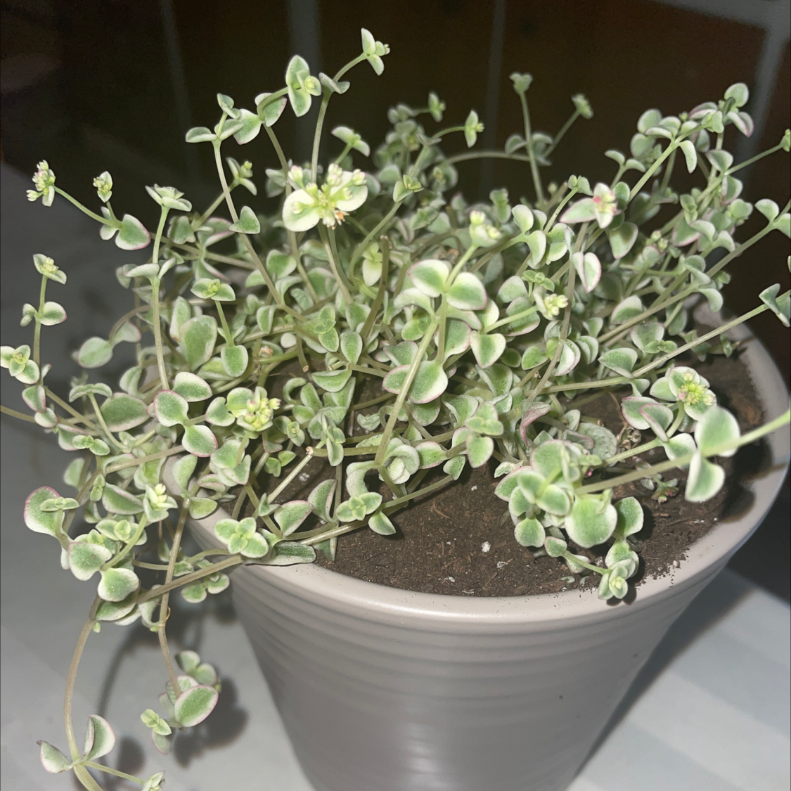 Photo of the plant species mini kitty jade by @BoldDaisy named Mini Kitty Jade on Greg, the plant care app