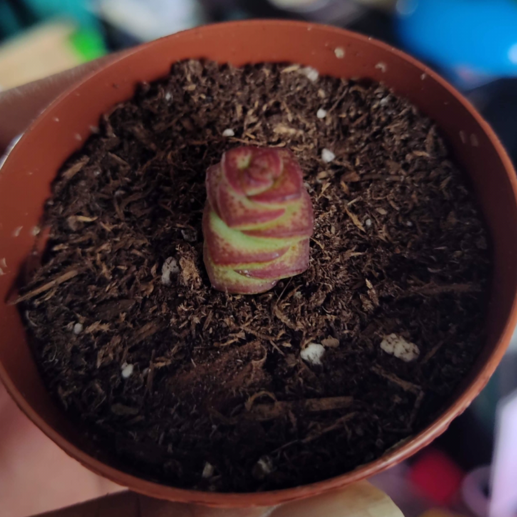 Jade Necklace plant in a pot with visible soil, appears healthy.