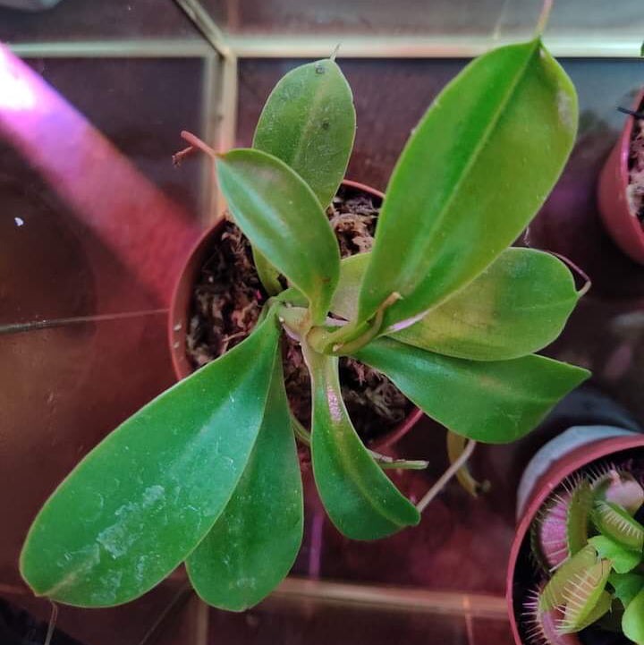 Tropical Pitcher Plant in a pot with vibrant green leaves, no visible health issues.