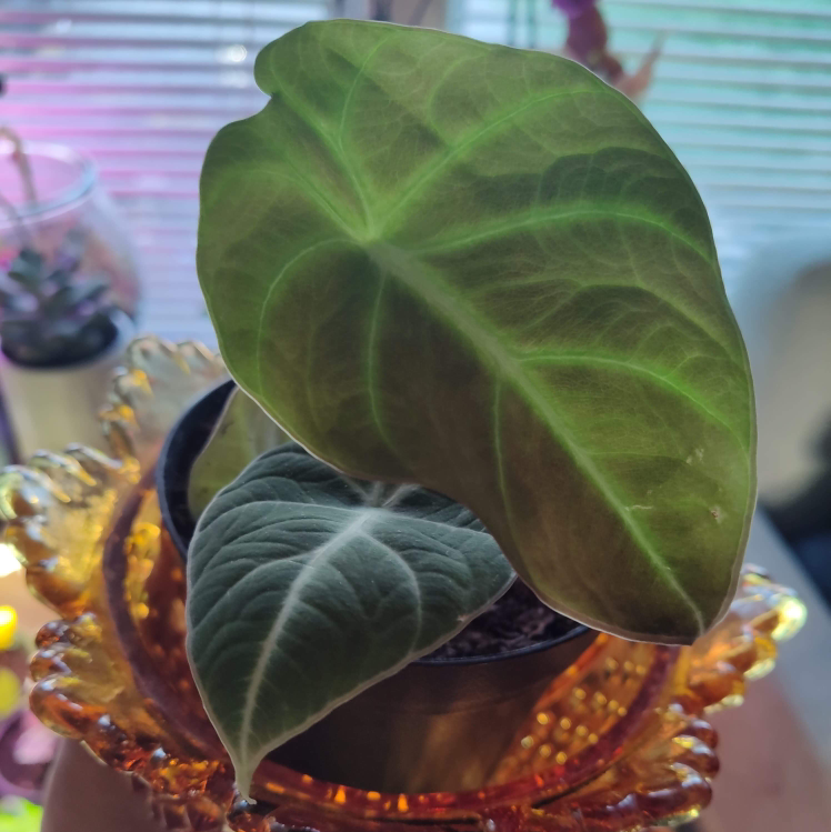 Black Velvet Alocasia plant with healthy leaves in a decorative container.