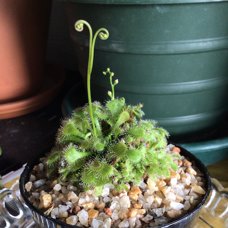 Spoon-Leaved Sundew plant in a pot with gravel, healthy and well-framed.
