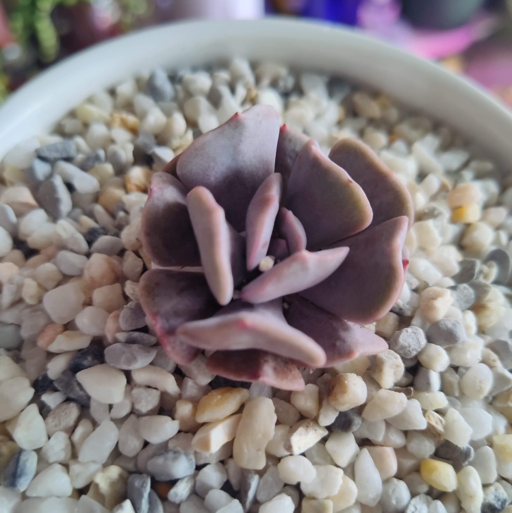 Photo of the plant species Echeveria 'Cubic Frost™' by @illqueen_d named O’Shea Jackson on Greg, the plant care app