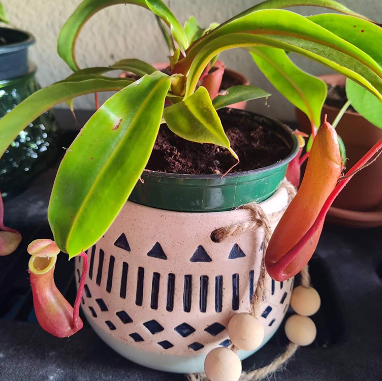 Tropical Pitcher Plant in a decorative pot with vibrant green leaves and pitcher structures.