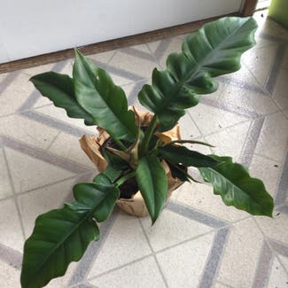 Tiger Tooth Philodendron plant in Somewhere on Earth