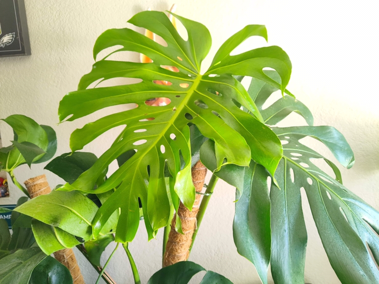 Photo of the plant species Monstera by @illqueen_d named Bob Marley on Greg, the plant care app