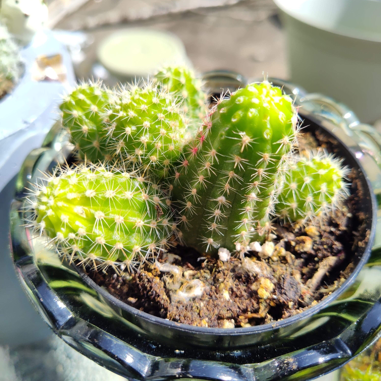 Golden Torch cactus in a pot with visible soil, well-framed and in focus.
