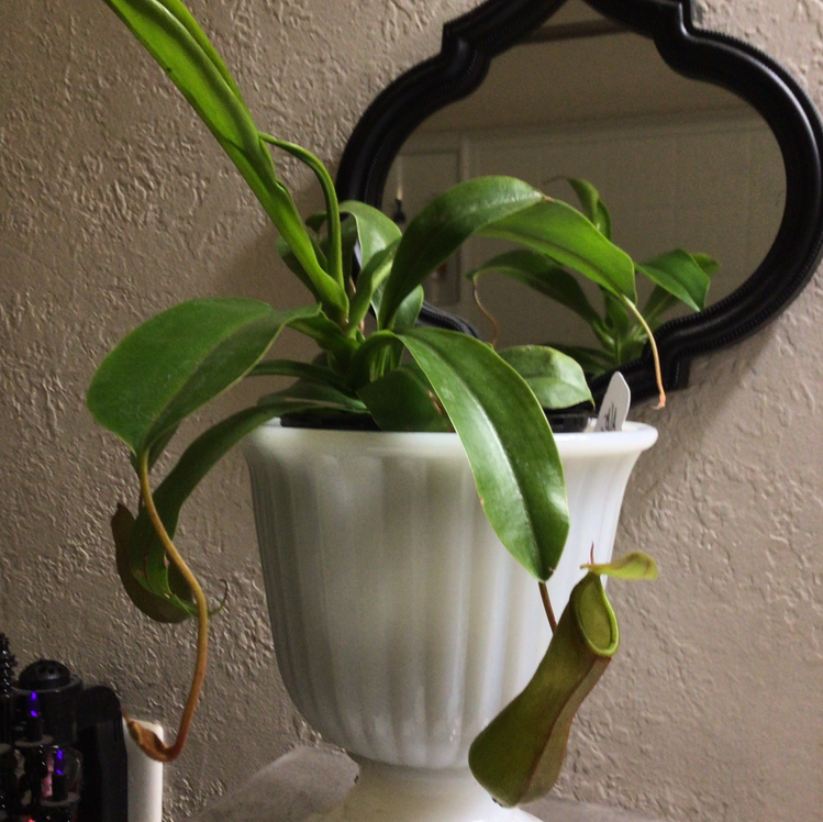Tropical Pitcher Plant in a white pot with green leaves and pitcher structures.