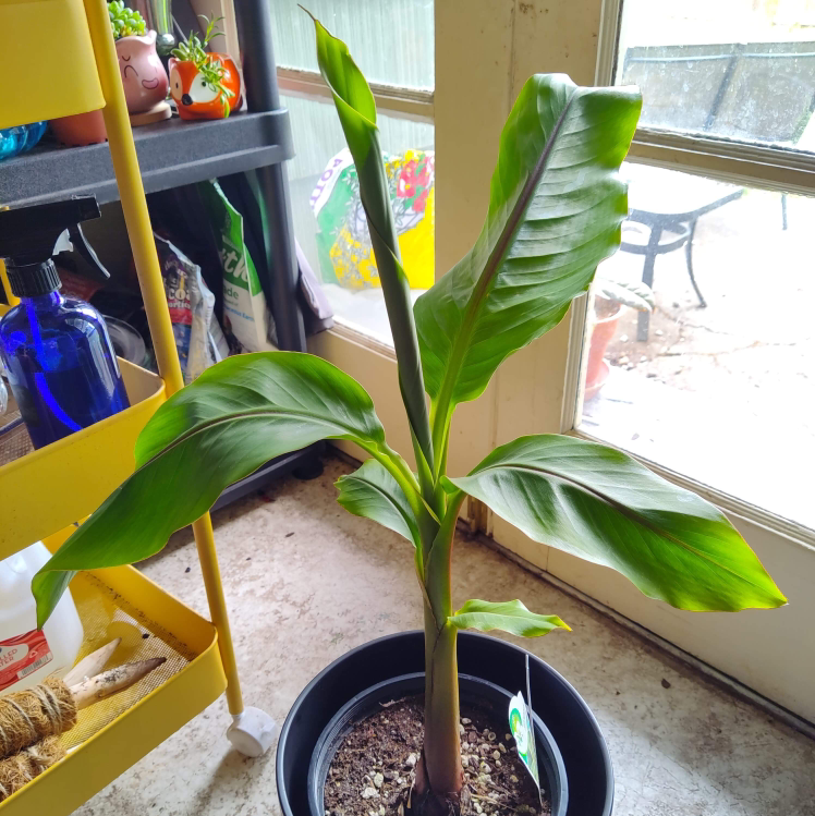 Photo of the plant species Japanese Banana by @illqueen_d named Boingo on Greg, the plant care app