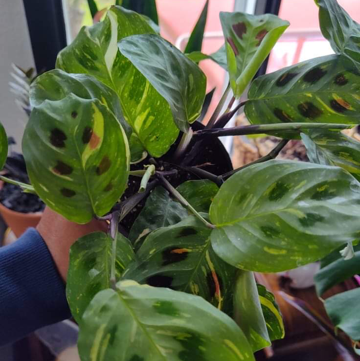 Photo of the plant species Variegated Prayer Plant by @illqueen_d named Your plant on Greg, the plant care app