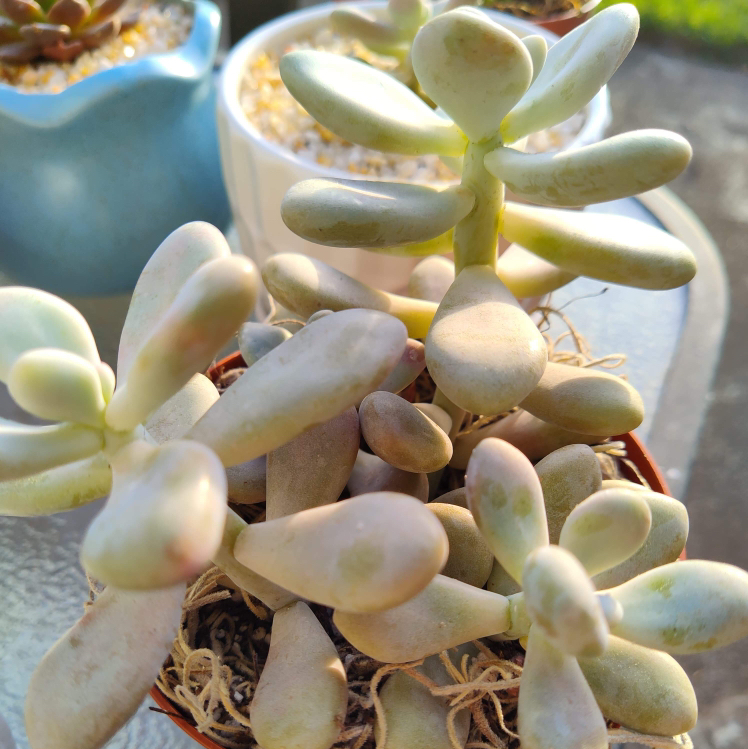 Healthy Pink Moonstone succulent with plump, rounded leaves in a pot.