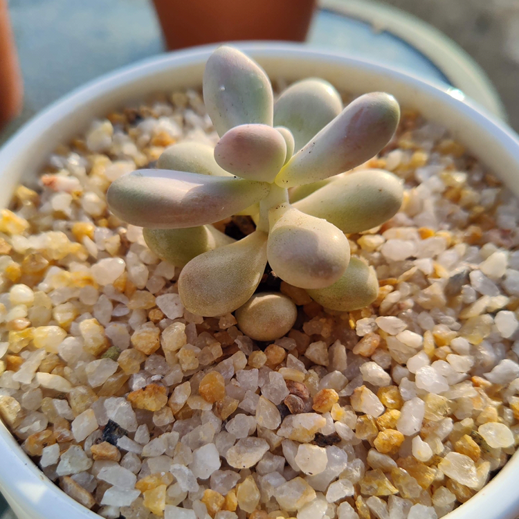 A healthy Pink Moonstones succulent in a pot with gravel.