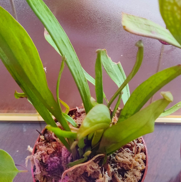 Photo of the plant species Yellow Pitcher Plant by @illqueen_d named Corey Woods on Greg, the plant care app