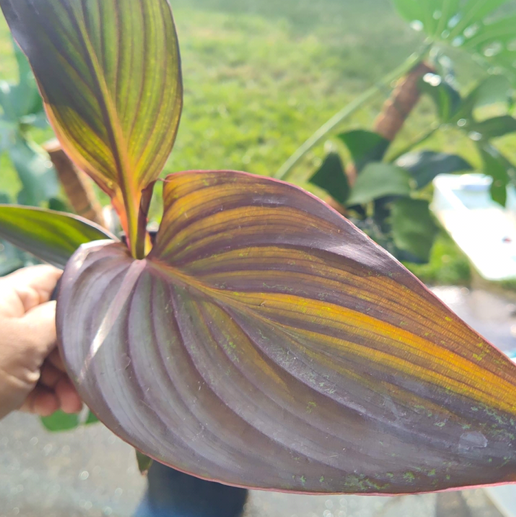 Plant care for Canna Lily 'Happy Emily' on Greg, the plant care app