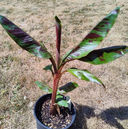 Photo of the plant species Blood Banana by Illqueen_d named Your plant on Greg, the plant care app