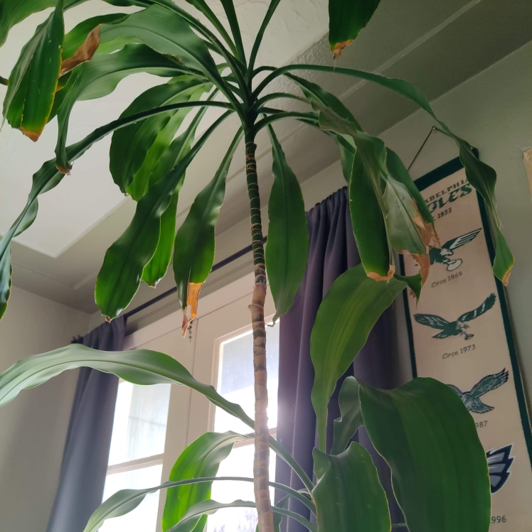 Photo of the plant species Dracaena 'Lisa' by @illqueen_d named Robert Plant on Greg, the plant care app
