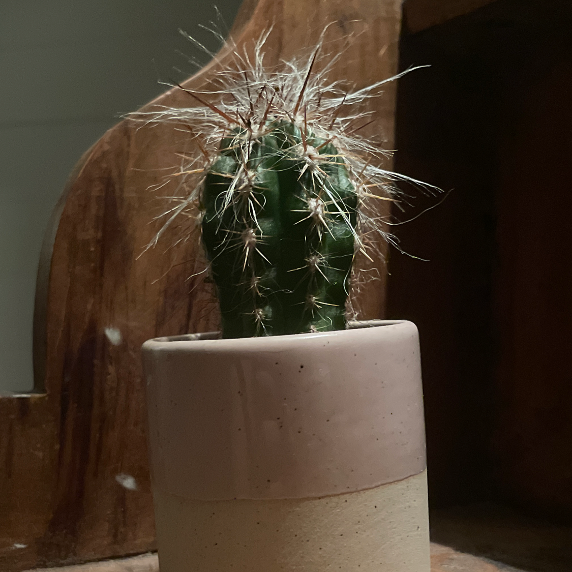 Old Man of the Andes cactus in a small pot, appears healthy.