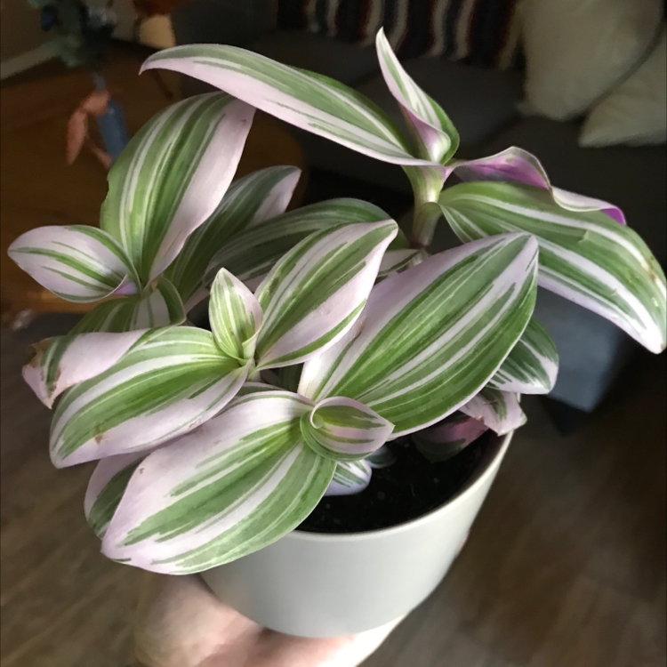 Healthy Small-Leaf Spiderwort in white pot with vibrant green and pink striped leaves.