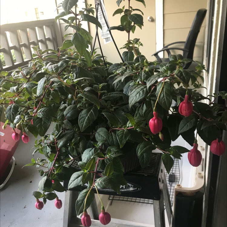 Photo of the plant species Hummingbird Fuchsia by @Eddyd68 named Fosse on Greg, the plant care app