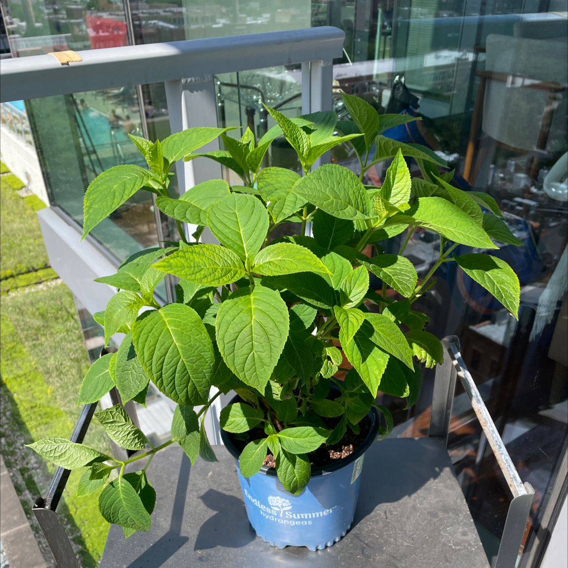 Healthy French Hydrangea plant in a pot on a balcony with green leaves.