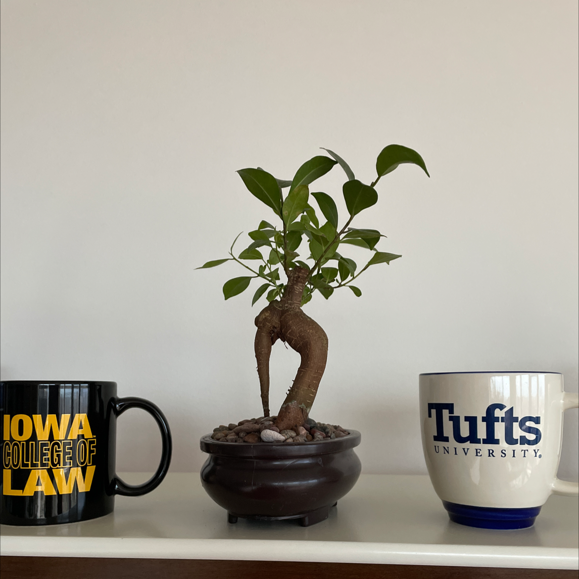 Ficus Ginseng plant photo by Rebecca named Foxxy on Greg, the plant care app.