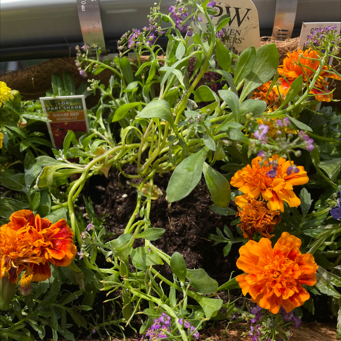 Multiple small flowering alyssum plants with clusters of tiny white and purple flowers in a nursery setting.