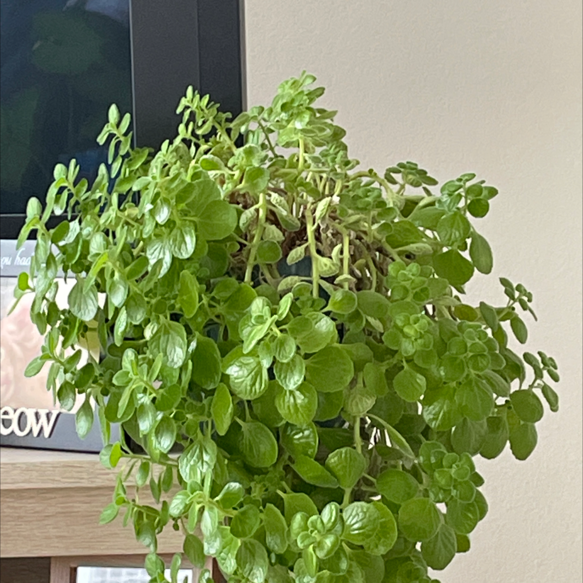 A healthy, thriving oregano plant with lush green leaves growing in a pot, well-framed and in focus.