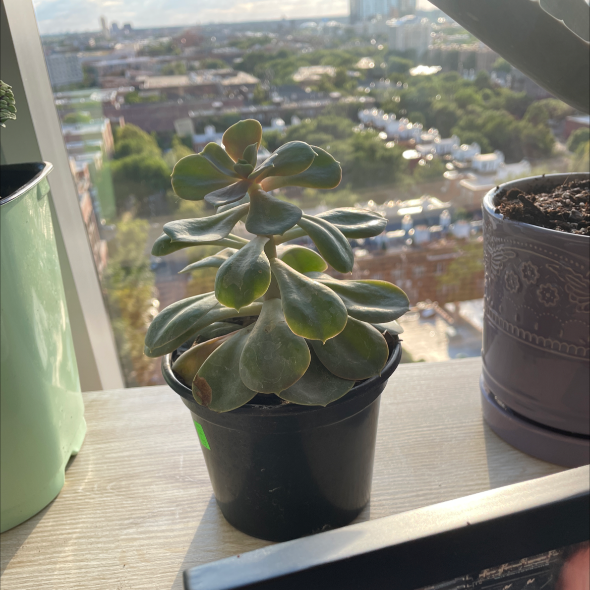 Potted Echeveria 'Perle von Nurnberg' on a windowsill with a cityscape background.