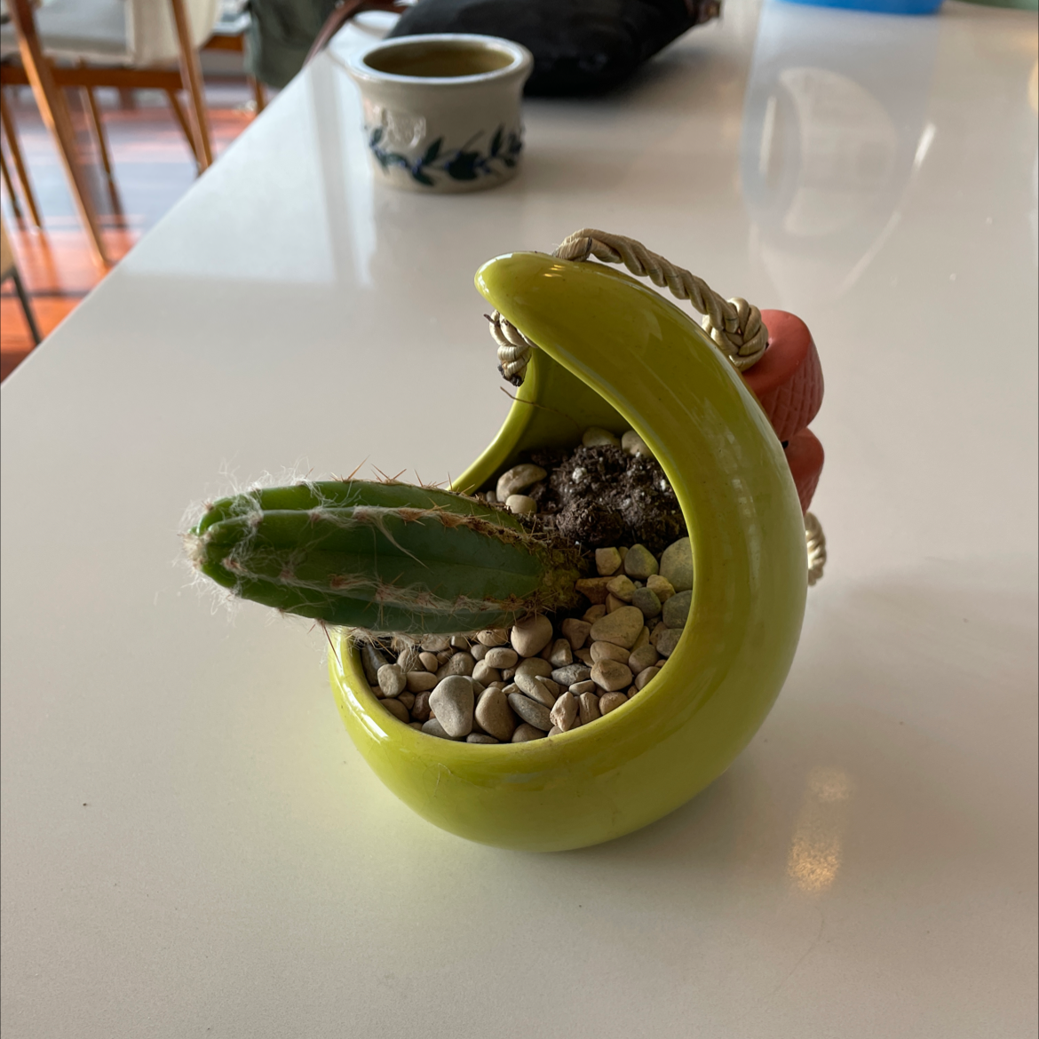 Pleated Cereus cactus in a decorative pot with pebbles and partially visible soil.