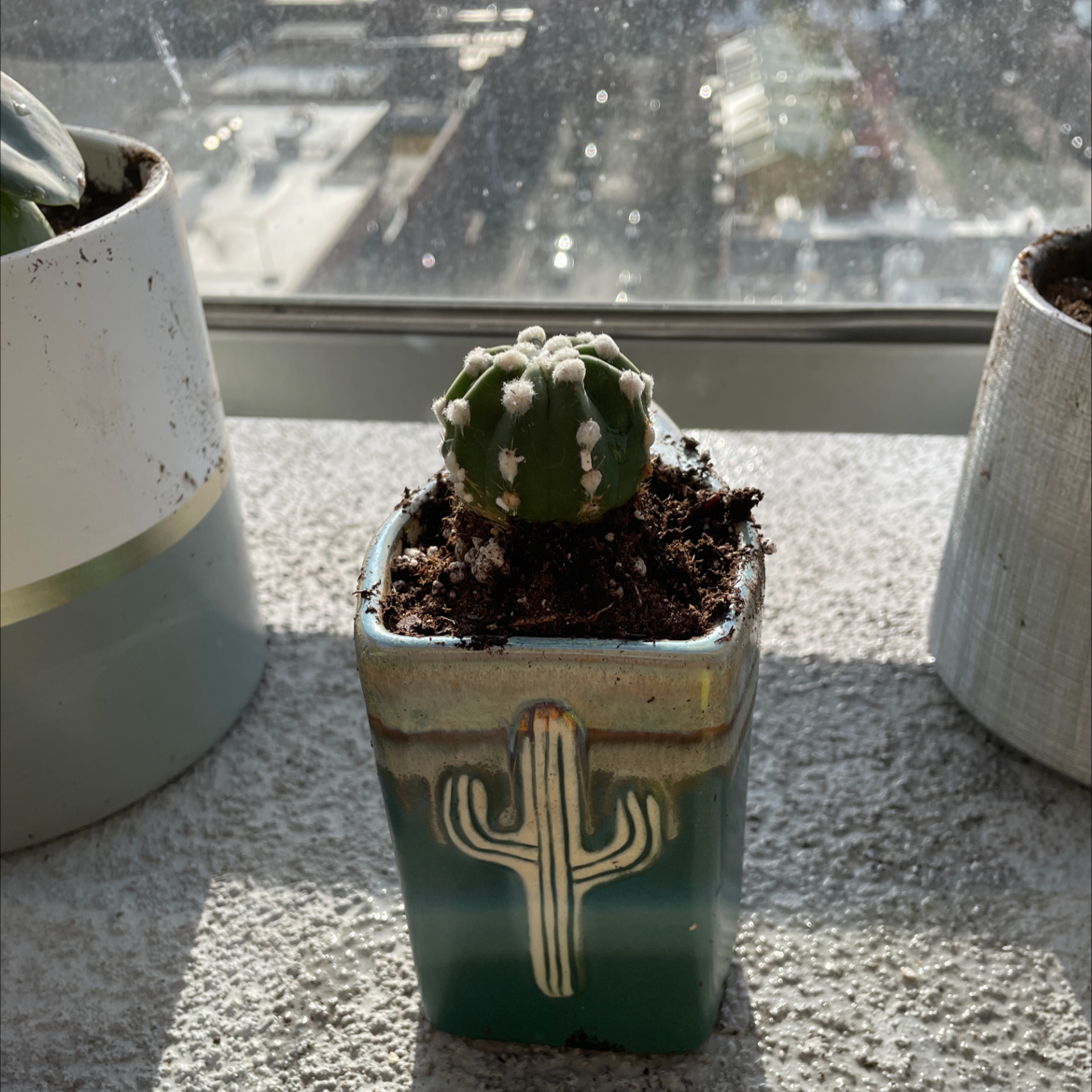 Small Blue Myrtle Cactus in a decorative pot with visible soil, well-framed and in focus.