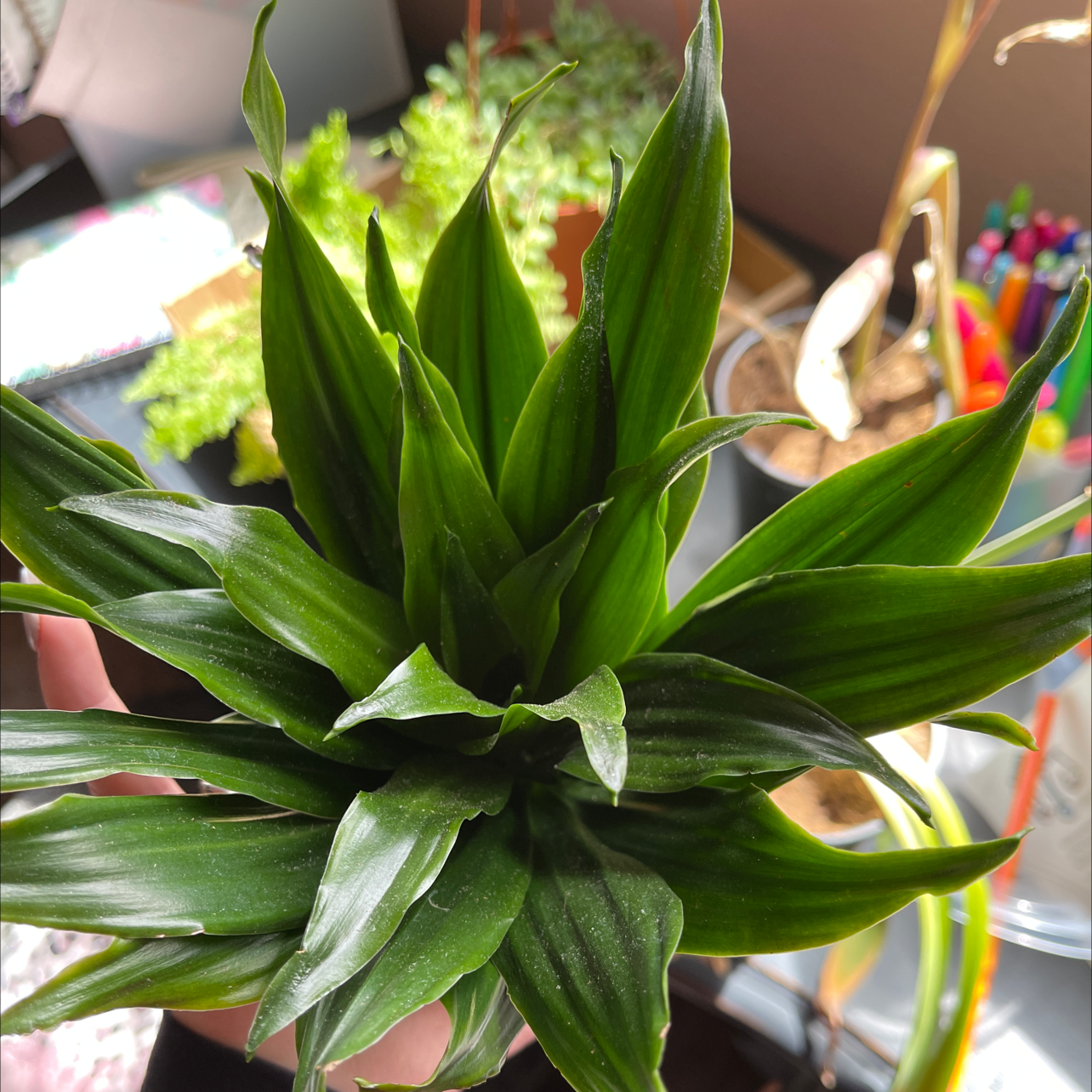Cornstalk Dracaena plant photo by @pothead named Forrest on Greg, the plant care app.