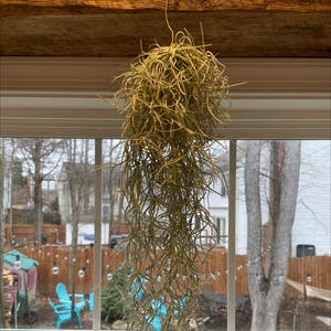 Spanish Moss plant photo by Jennmeyer named Snowflake on Greg, the plant care app.