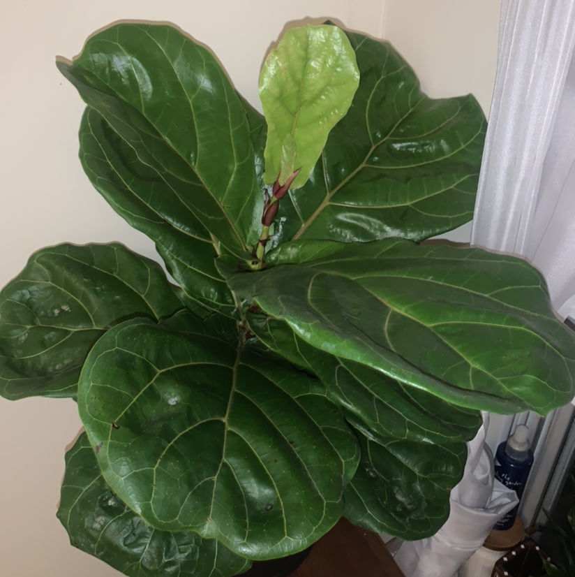 Fiddle Leaf Fig plant photo by Emma named Fern on Greg, the plant care app.