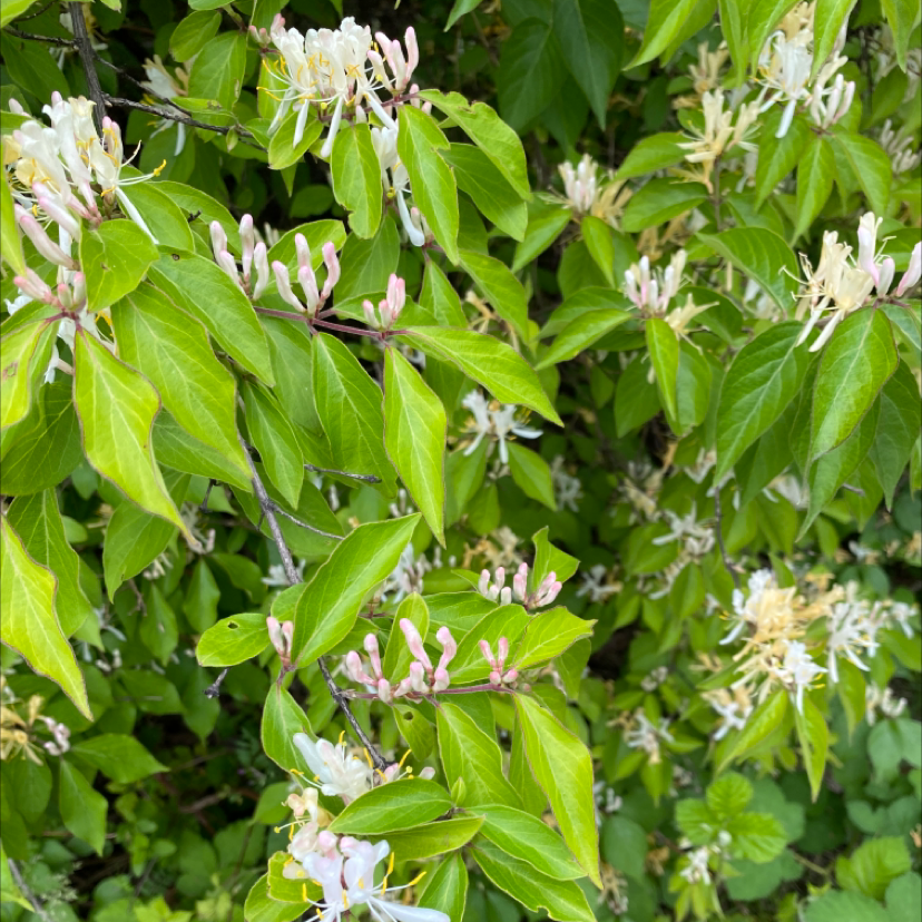Amur Honeysuckle plant with green leaves and white flowers.