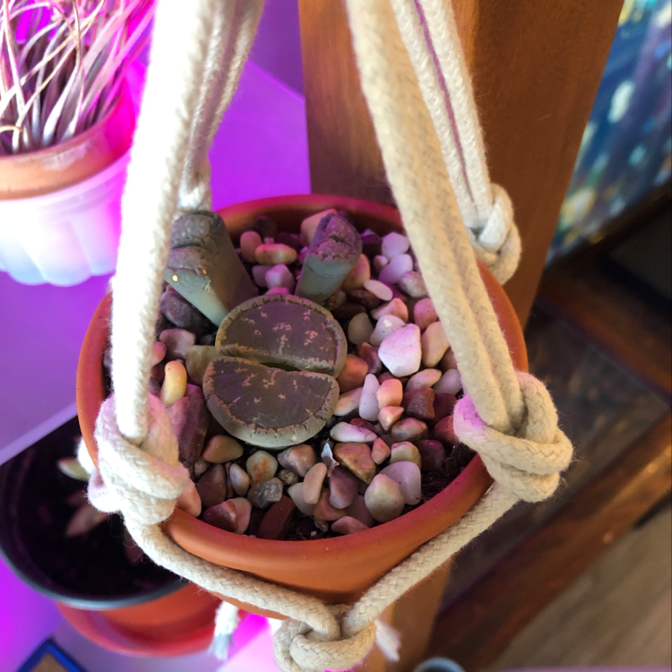 Lithops bromfieldii plant in a small pot with pebbles, appears healthy.