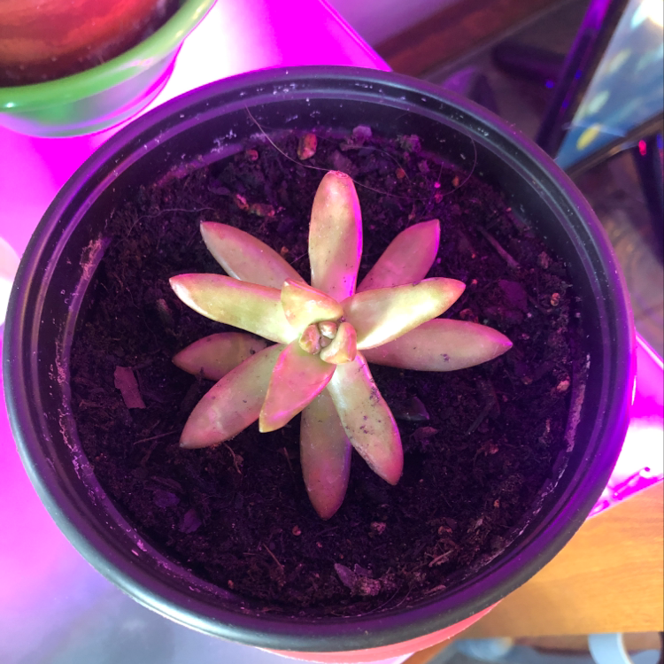 Sedum adolphi 'Golden Glow' plant in a pot with visible soil, well-framed and centered.