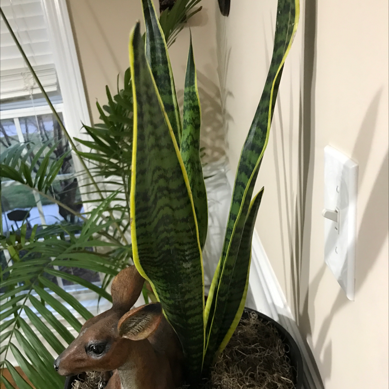 Snake Plant plant photo by @YoungMugwort named Snake plant on Greg, the plant care app.