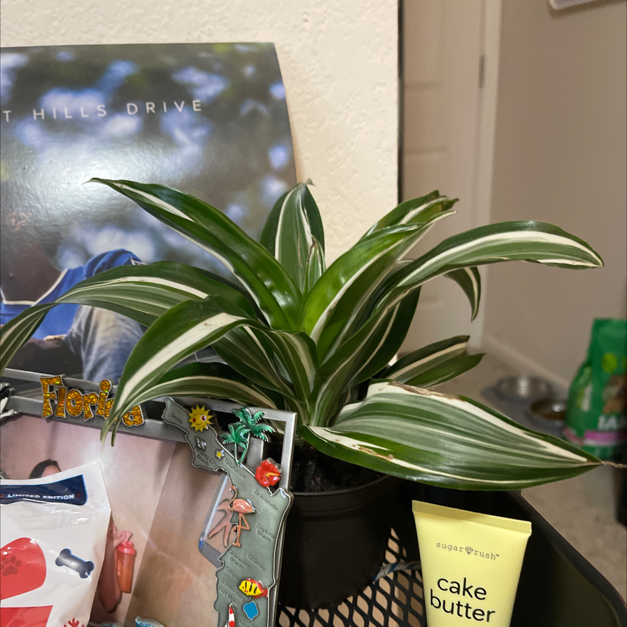 White Jewel Dracaena plant with healthy variegated leaves, potted and placed on a surface with various items.