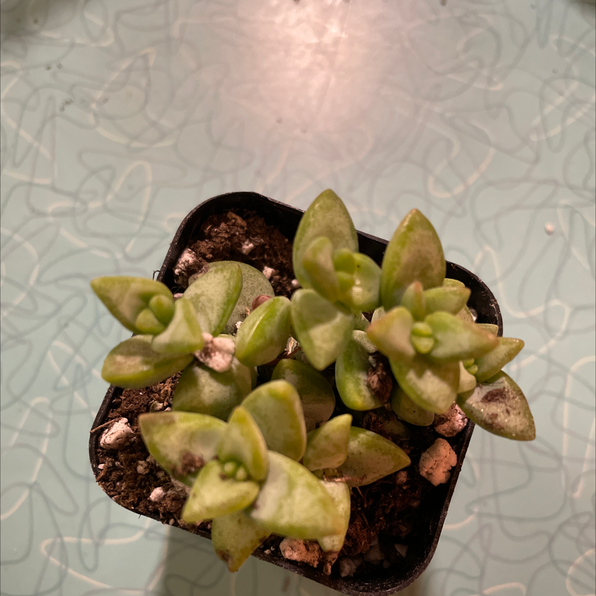Image of a healthy Tom Thumb succulent in a small pot with visible soil.