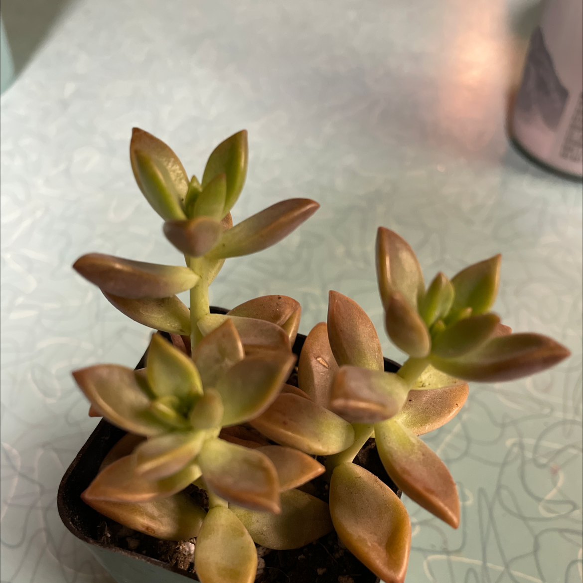 Graptosedum 'Bronze' succulent plant in a small pot with bronze-colored leaves.